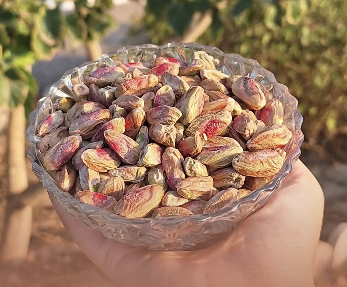 Screenshot مغز گلدار اکبری - تصویر 1